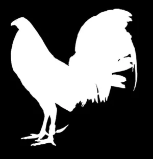 Chicken Life Vinyl Decal Car Sticker with Rooster - 5.2" x 5.71" Chicken Life Vinyl Decal Car Sticker with Rooster - 5.2" x 5.71"